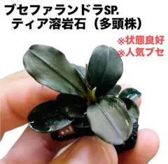 水草 ブセファランドラsp西カリマンタン1株(溶岩石付き)#461 - メルカリ