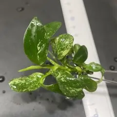 ｓｅｔｓｕｎａ様 リクエスト 4点 まとめ商品