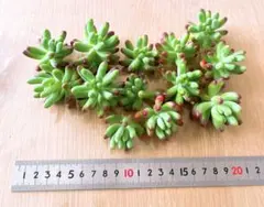 【同梱800円】多肉植物　乙女心　大粒　13カット