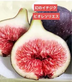 イチジク 苗木 果実グレーのセントジョンフランス原産の希少品種