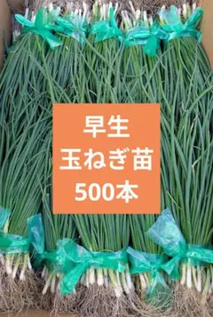 早生】白玉ねぎ苗▽ホワイトベアー1000本【超メルカリ市】 2025年最新】苗