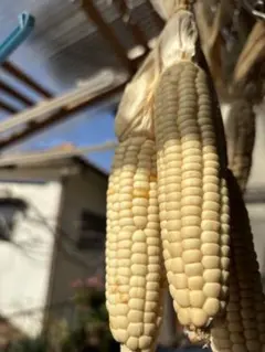 222様 リクエスト 2点 まとめ商品