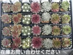 1ポット410円ー センペルビウム26年4月 その5 - メルカリ