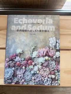 【美品】エケベリアやセダムで楽しむ 多肉植物のみっちり寄せ植え kurumiのサムネイル