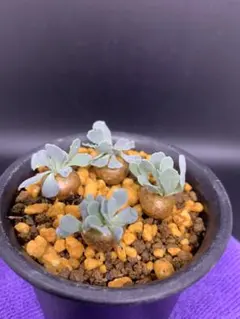 子株付き オアハカ ベアルート株 ボールタイプ_2 2025年最新】Yahoo!オークション -オアハカ 子株の中古品・新品