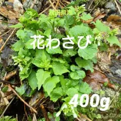 2026年最新】花ワサビの人気アイテム - メルカリ