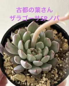 優木園 ザラゴーサSPノバ 子株2個 札付き メルカリ便配送 - メルカリ