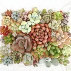 多肉弁当 寄せ植えセット⑥