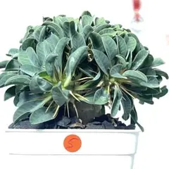 2026年最新】ギラウミニアナ種子の人気アイテム - メルカリ