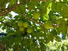 梅　青梅　梅酒用