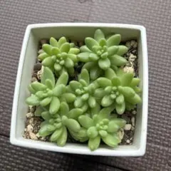 2025年最新】花団錦の人気アイテム - メルカリ