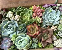 エケベリア 寄せ植えセット 多肉弁当