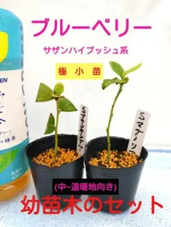 385)ブルーベリーの幼苗木 【サミットのセット】 - メルカリ