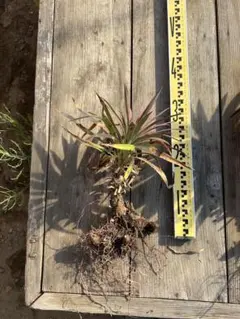 ユッカ　ディスメディアーナ3