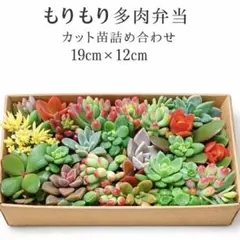 多肉植物カット苗詰め合わせ 19cm x 12cmもりもり多肉弁当