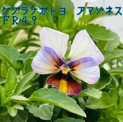 2026年最新】ゲブラ アマゾネスの人気アイテム - メルカリ