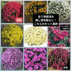菊苗U260508のサムネイル