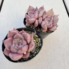 m & m様 リクエスト 2点 まとめ商品