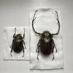 2026年最新】テナガコガネの人気アイテム - メルカリ