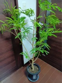 エバーフレッシュ 145cm Spiral tree form8号 - メルカリ