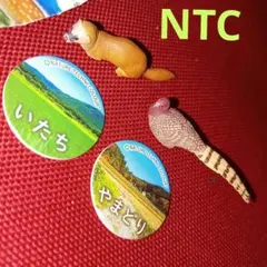 [里山のいきもの]イタチ　ヤマドリ　ネイチャーテクニカラー