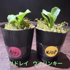 R173 W308 ビカクシダ リドレイ ウィリンキー セットのサムネイル