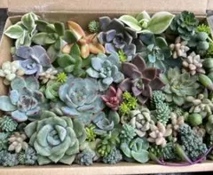 248 多肉植物 カット苗 詰め合わせ セット セダム エケベリア 寄せ植え