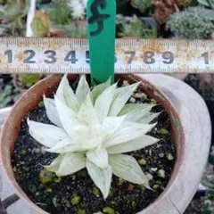 2026年最新】新氷砂糖錦の人気アイテム - メルカリ