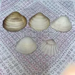天然貝殻 5個セット ハンドメイド素材