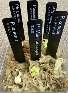 多肉たにゆ福袋 多肉植物 - メルカリ