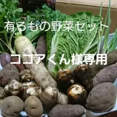 ココアくん様専用