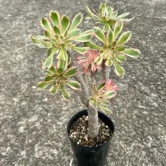 2025年最新】錦 アエオニウムの人気アイテム - メルカリ