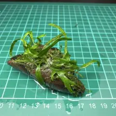 ☆大福☆CRAFT様 リクエスト 2点 まとめ商品