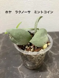 ホヤ　ラクノーサ　ミントコイン　発根済み　2本　おまけ　エングレリアナ　匿名配送のサムネイル
