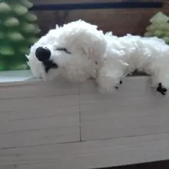 Item thumbnail for item 97005247-3f0f-48b0-81a4-60db7ce6e7e4