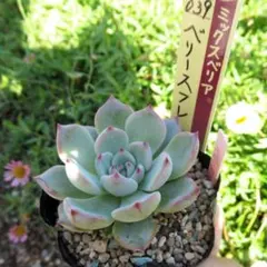 ❤️確認用❤️ミックスベリア❤️プリンセスティアラ❤️抜き苗♪札なし✨メルカリ便✨ ❤️確認用❤️ミックスベリア❤️プリンセスティアラ❤️抜き苗