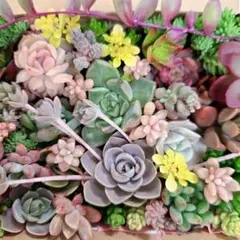 ネコポス発送♥sale♥カット苗♥多肉植物⑱