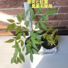 大和当帰の種⭐農薬不使用⭐漢方 大和当帰の種⭐農薬不使用⭐漢方 - メルカリ