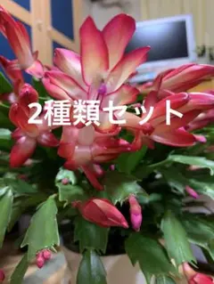 2026年最新】カクタス デンマークの人気アイテム - メルカリ