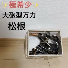 極太血統 ホペイ 標本 クワガタ ※腹部は別個体のパーツです - メルカリ