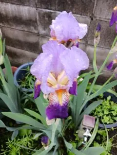 ジャーマンアイリスの花 紫と黄色 とピンクのサムネイル