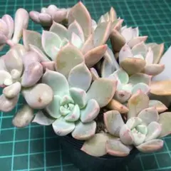 Rose様 リクエスト 2点 まとめ商品