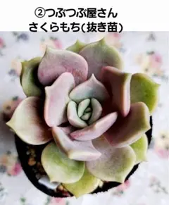 クローバー様 リクエスト 2点 まとめ商品