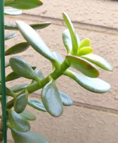 多肉植物【金の成る木】カット苗のサムネイル