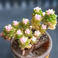 ★レッドベリー２苗④★抜き苗★セダム★多肉★多肉植物★寄せ植え★