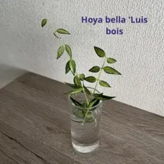 Hoya bella 'Luis bois ホヤ　ベラルイスボイス　内斑のサムネイル