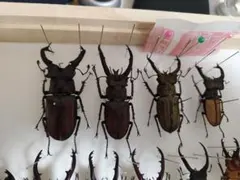 2026年最新】クワガタ 標本の人気アイテム - メルカリ