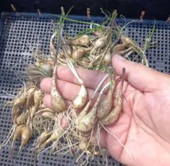 2025年最新】島らっきょう苗の人気アイテム - メルカリ