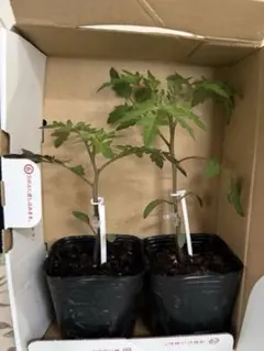 接ぎ木苗ミニトマト9センチポット2セット