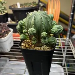 Top【選抜株】多肉植物 13194海蛍ウミホタル 10個 鉢無し/脱土 - メルカリ